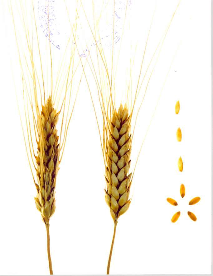 Зерна и колосья сорта яровой твердой пшеницы Лилек