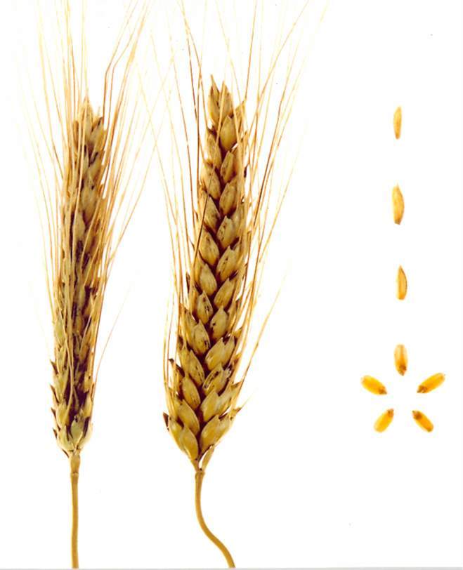 Зерна и колосья сорта яровой твердой пшеницы Николаша