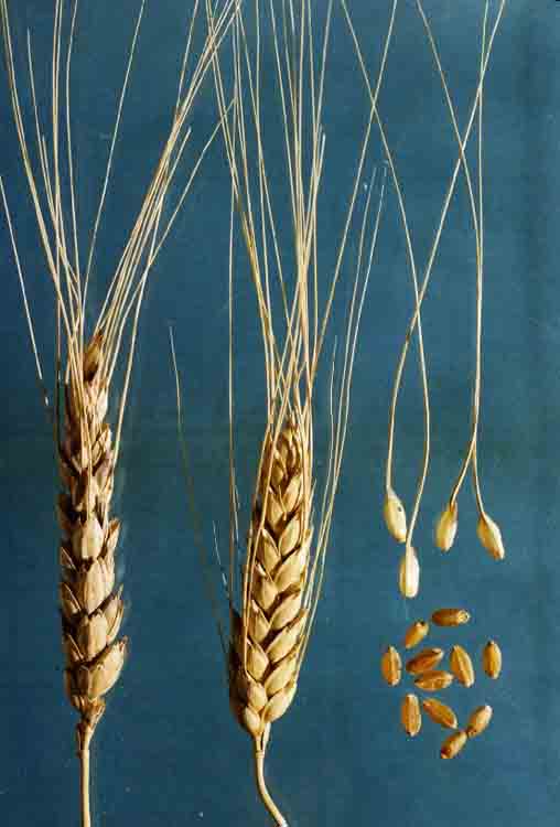 Колосья и зерно сорта яровой твердой пшеницы Саратовская золотистая